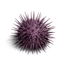 Sea Urchin – Consumable | Once Human Database